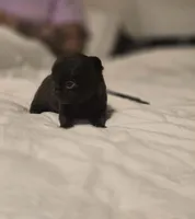 Johnny , a male Chihuahua for sale in Newark Valley, NY – Photo 5 of 5