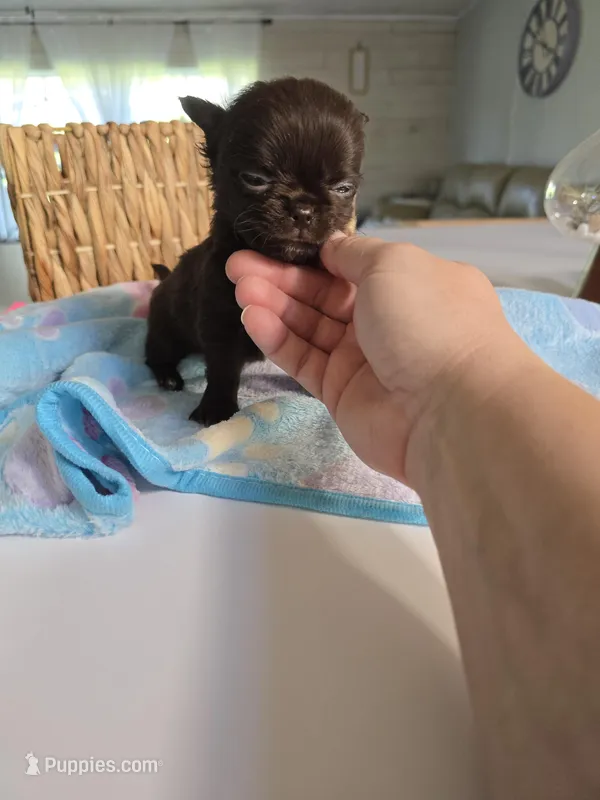 Johnny  – Chihuahua puppy for sale in Newark Valley, NY