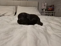 Johnny , a male Chihuahua for sale in Newark Valley, NY – Photo 2 of 3