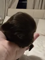 Johnny , a male Chihuahua for sale in Newark Valley, NY – Photo 1 of 3