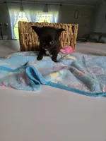 Johnny , a male Chihuahua for sale in Newark Valley, NY – Photo 4 of 5