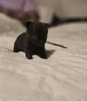 Johnny , a male Chihuahua for sale in Newark Valley, NY – Photo 2 of 5