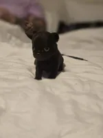 Johnny , a male Chihuahua for sale in Newark Valley, NY – Photo 3 of 5