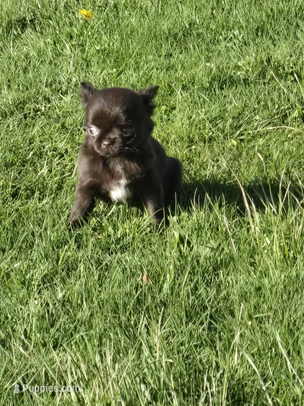 Johnny  – Chihuahua puppy for sale in Newark Valley, NY