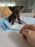 Johnny , a male Chihuahua for sale in Newark Valley, NY – Photo 5 of 5