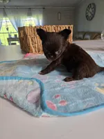 Johnny , a male Chihuahua for sale in Newark Valley, NY – Photo 2 of 5