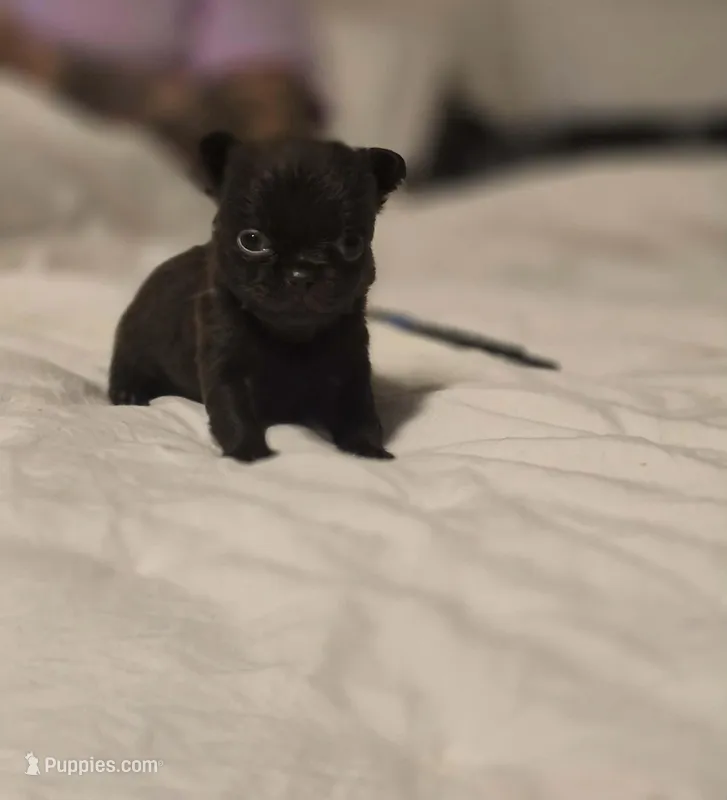 Johnny  – Chihuahua puppy for sale in Newark Valley, NY