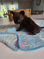 Johnny , a male Chihuahua for sale in Newark Valley, NY – Photo 3 of 5