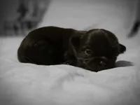 Johnny , a male Chihuahua for sale in Newark Valley, NY – Photo 3 of 3