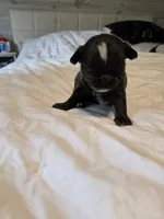 Jill, a female Chihuahua for sale in Newark Valley, NY – 3 of 5