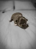 luke, a male Chihuahua for sale in Newark Valley, NY – Photo 9 of 10