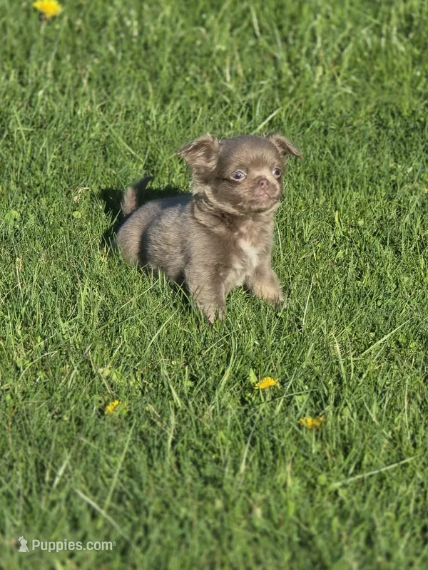 luke – Chihuahua puppy for sale in Newark Valley, NY