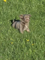 luke, a male Chihuahua for sale in Newark Valley, NY – Photo 1 of 4