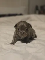 luke, a male Chihuahua for sale in Newark Valley, NY – Photo 5 of 6