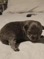 luke, a male Chihuahua for sale in Newark Valley, NY – Photo 2 of 10