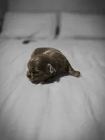 luke, a male Chihuahua for sale in Newark Valley, NY – Photo 10 of 10