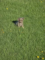 luke, a male Chihuahua for sale in Newark Valley, NY – Photo 3 of 4