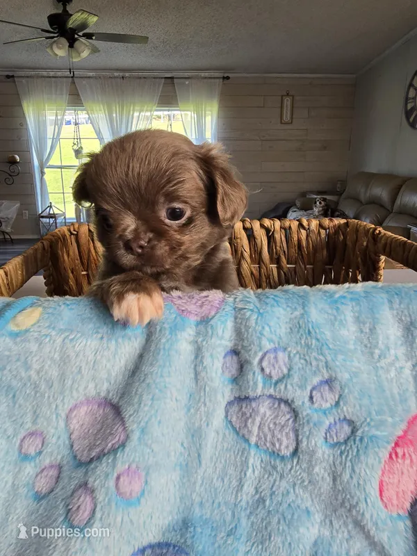 luke – Chihuahua puppy for sale in Newark Valley, NY