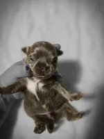 luke, a male Chihuahua for sale in Newark Valley, NY – Photo 8 of 10