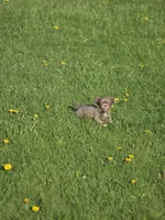 luke, a male Chihuahua for sale in Newark Valley, NY – Photo 2 of 4