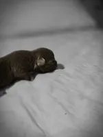 luke, a male Chihuahua for sale in Newark Valley, NY – Photo 5 of 10