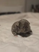 luke, a male Chihuahua for sale in Newark Valley, NY – Photo 3 of 6