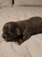 luke, a male Chihuahua for sale in Newark Valley, NY – Photo 4 of 10