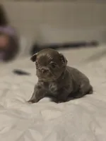 luke, a male Chihuahua for sale in Newark Valley, NY – Photo 4 of 6