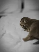 luke, a male Chihuahua for sale in Newark Valley, NY – Photo 6 of 10