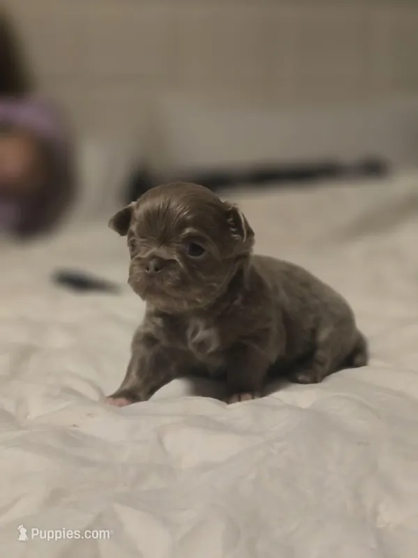 luke – Chihuahua puppy for sale in Newark Valley, NY