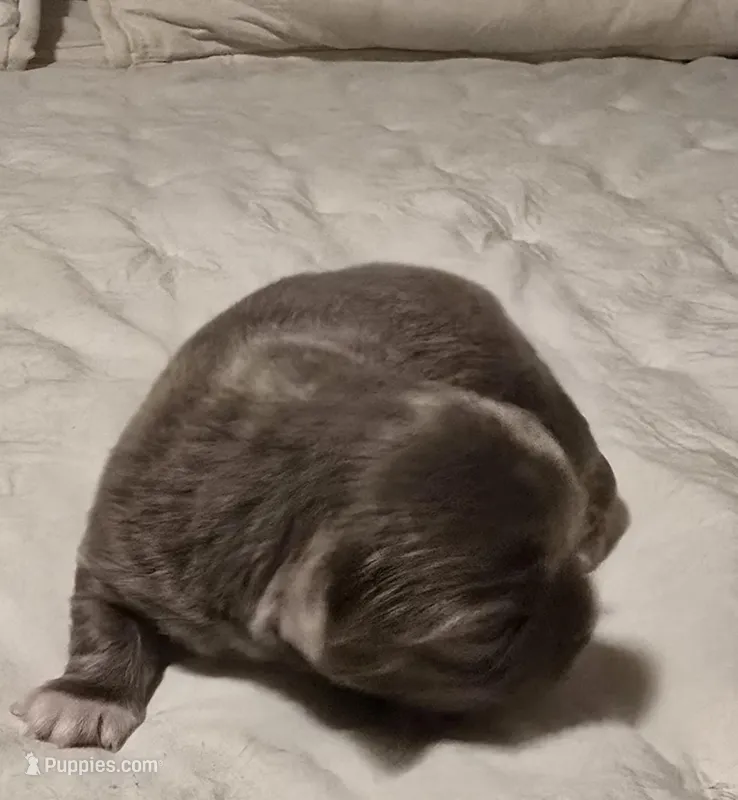 luke – Chihuahua puppy for sale in Newark Valley, NY