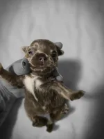 luke, a male Chihuahua for sale in Newark Valley, NY – Photo 7 of 10