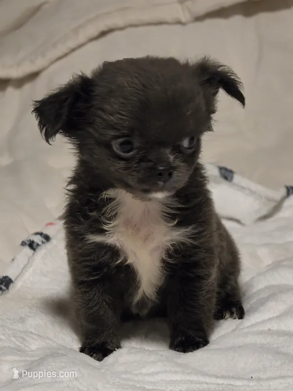Jillian – Chihuahua puppy for sale in Newark Valley, NY