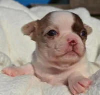 Bianca, a female Chihuahua for sale in Newark Valley, NY – 7 of 7