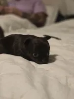 jake, a male Chihuahua for sale in Newark Valley, NY – Photo 3 of 6