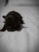 jake, a male Chihuahua for sale in Newark Valley, NY – Photo 3 of 5