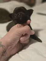 jake, a male Chihuahua for sale in Newark Valley, NY – Photo 4 of 6