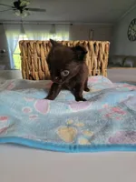 jake, a male Chihuahua for sale in Newark Valley, NY – Photo 7 of 7