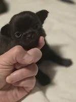 jake, a male Chihuahua for sale in Newark Valley, NY – Photo 6 of 6