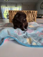 jake, a male Chihuahua for sale in Newark Valley, NY – Photo 1 of 7