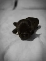 jake, a male Chihuahua for sale in Newark Valley, NY – Photo 2 of 5