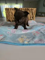 jake, a male Chihuahua for sale in Newark Valley, NY – Photo 6 of 7