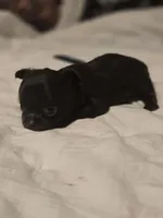 jake, a male Chihuahua for sale in Newark Valley, NY – Photo 2 of 6