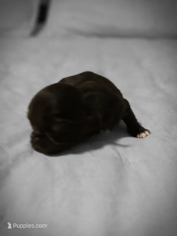 jake – Chihuahua puppy for sale in Newark Valley, NY