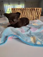 jake, a male Chihuahua for sale in Newark Valley, NY – Photo 2 of 7