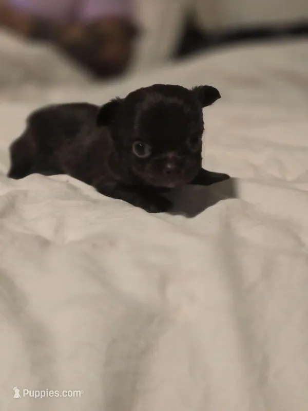 jake – Chihuahua puppy for sale in Newark Valley, NY