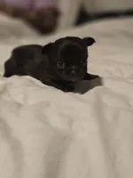 jake, a male Chihuahua for sale in Newark Valley, NY – Photo 1 of 6