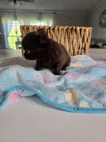 jake, a male Chihuahua for sale in Newark Valley, NY – Photo 5 of 7