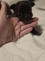 jake, a male Chihuahua for sale in Newark Valley, NY – Photo 5 of 6