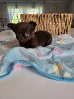 jake, a male Chihuahua for sale in Newark Valley, NY – Photo 3 of 7